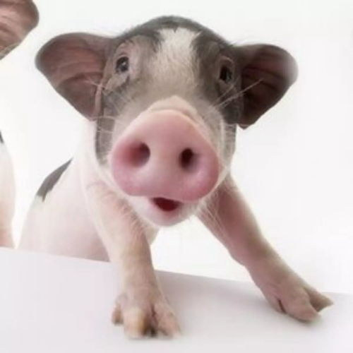 專注把2000萬頭豬聯上網，他如何打造畜牧業獨角獸