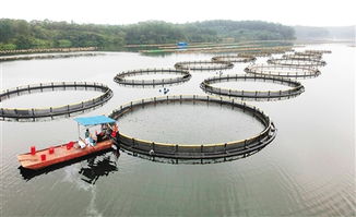 澄邁勇占智高點，揚帆正當時 畜牧漁業飼料銷售新篇章