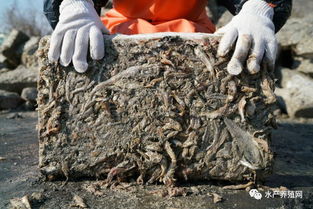 水產養殖擴張與漁業資源枯竭 近海困境與飼料銷售的雙重挑戰