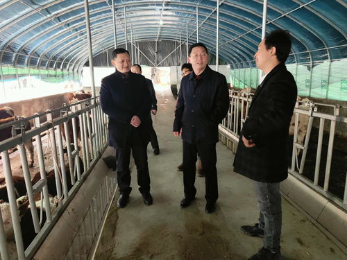 市農(nóng)業(yè)農(nóng)村局深入紫陽縣調(diào)研畜牧漁業(yè)高質(zhì)量發(fā)展工作 聚焦飼料銷售環(huán)節(jié)強(qiáng)鏈補(bǔ)鏈